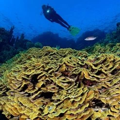 Princeton Tec Sector 7 Waterproof Spot Light | 1600 Lumens -Flashlight Discount Store Princeton Tec Sector 7 Waterproof Spot Light 2 600x600 1